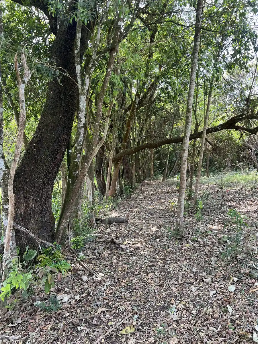 Pés de macadâmia preservados nos lotes do empreendimento